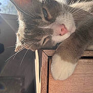 Binkys joined the competition — help win amazing prizes! cat, paw, wood, sunlight, window, relaxing, feline, close_up, indoor, pet, sleepy, whiskers, fur, face, nose, ear, resting, calm, domestic_animal, soft_light