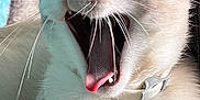 Binkys is registered to the contest to win money with this photo: cat, animal, pet, indoor, close_up, yawning, mouth_open, tongue, whiskers, fur, paws, collar, cute, feline, expressive, portrait, domestic, relaxed, soft_light, cozy