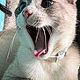 cat, animal, pet, indoor, close_up, yawning, mouth_open, tongue, whiskers, fur, paws, collar, cute, feline, expressive, portrait, domestic, relaxed, soft_light, cozy