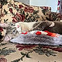 Binkys is registered to the contest to win money with this photo: cat, blue_eyes, couch, floral_pattern, blanket, indoor, pet, relaxed, cozy, feline, fur, whiskers, pink_nose, soft_texture, home, comfort, resting, domestic_animal, cute, laying_down