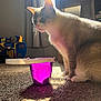 Binkys joined the competition — help win amazing prizes! cat, indoor, carpet, purple_bucket, sunlight, window, curtains, toy, animal, pet, feline, shadow, floor, light, cozy, domestic, fur, playful, colorful, quiet