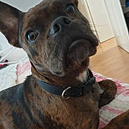 Belle participe au concours pour gagner de l'argent avec cette photo : dog, brindle, pet, collar, bed, blanket, indoor, close_up, ears, curious, lying_down, animal, muzzle, brown, black, fur, home, floor, door, resting