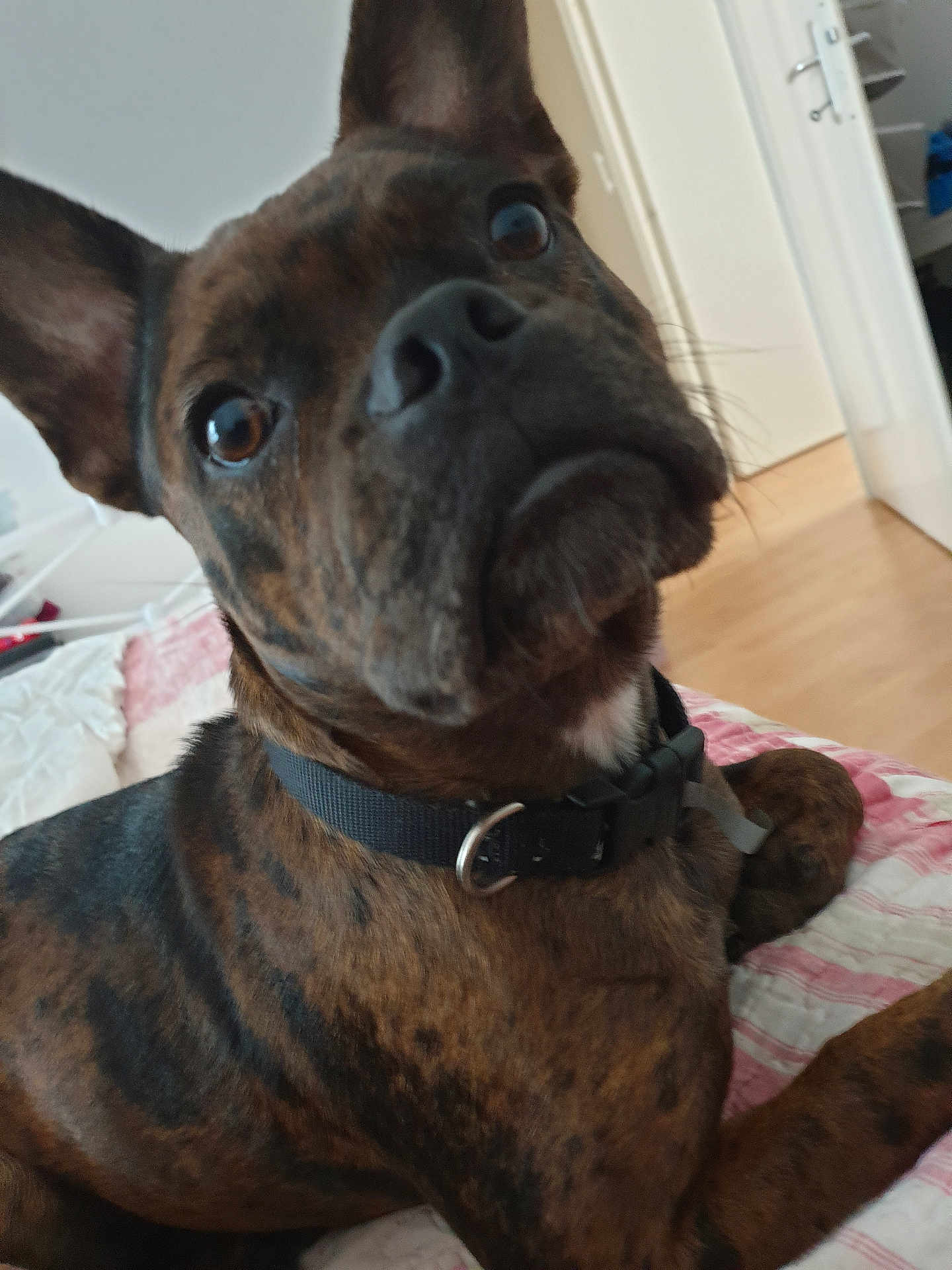 Belle