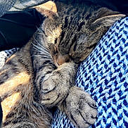 Gucci participe au concours pour gagner de l'argent avec cette photo : cat, tabby, sleeping, cozy, blanket, knitted, blue, fur, paw, whiskers, relaxed, sunlight, shadow, closeup, pet, animal, indoor, resting, cute, comfort