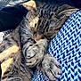 cat, tabby, sleeping, cozy, blanket, knitted, blue, fur, paw, whiskers, relaxed, sunlight, shadow, closeup, pet, animal, indoor, resting, cute, comfort