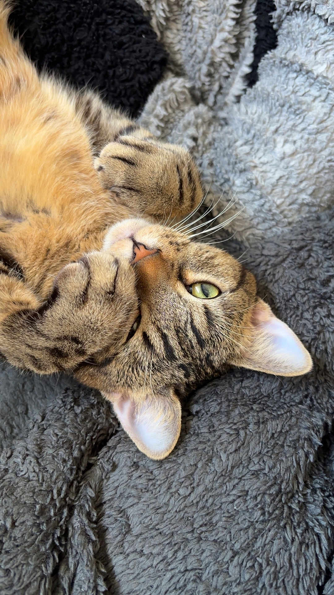 Gucci a rejoint le concours — aidez-le/la à gagner de superbes lots ! cat, tabby, pet, feline, whiskers, paws, fur, sleeping, cozy, blanket, texture, indoor, cute, closeup, relaxed, animal, soft, resting, playful, domestic