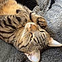 Gucci participe au concours pour gagner de l'argent avec cette photo : cat, tabby, fluffy_blanket, relaxed, paw, whiskers, feline, indoor, sleepy, cute, pet, animal, soft_texture, striped_fur, cozy, resting, closeup, mammal, cute_pose, domestic_cat