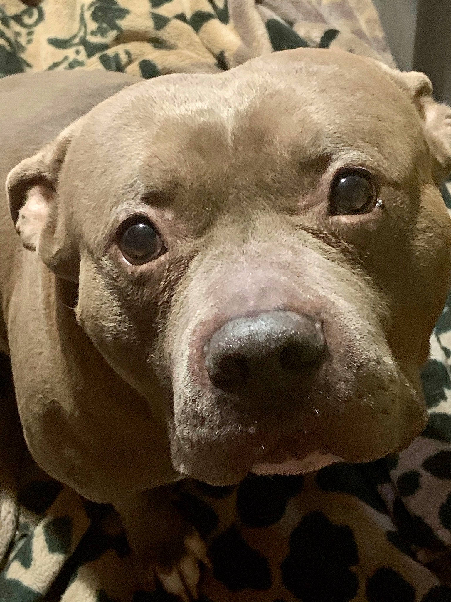 Tank joined the competition — help win amazing prizes! ancient_dog_breeds, canidae, carnivore, close_up, companion_dog, cordoba_fighting_dog, dog, dog_breed, fawn, fur, jaw, metal, non_sporting_group, nose, snout, sporting_group, terrestrial_animal, whiskers, working_animal, wrinkle