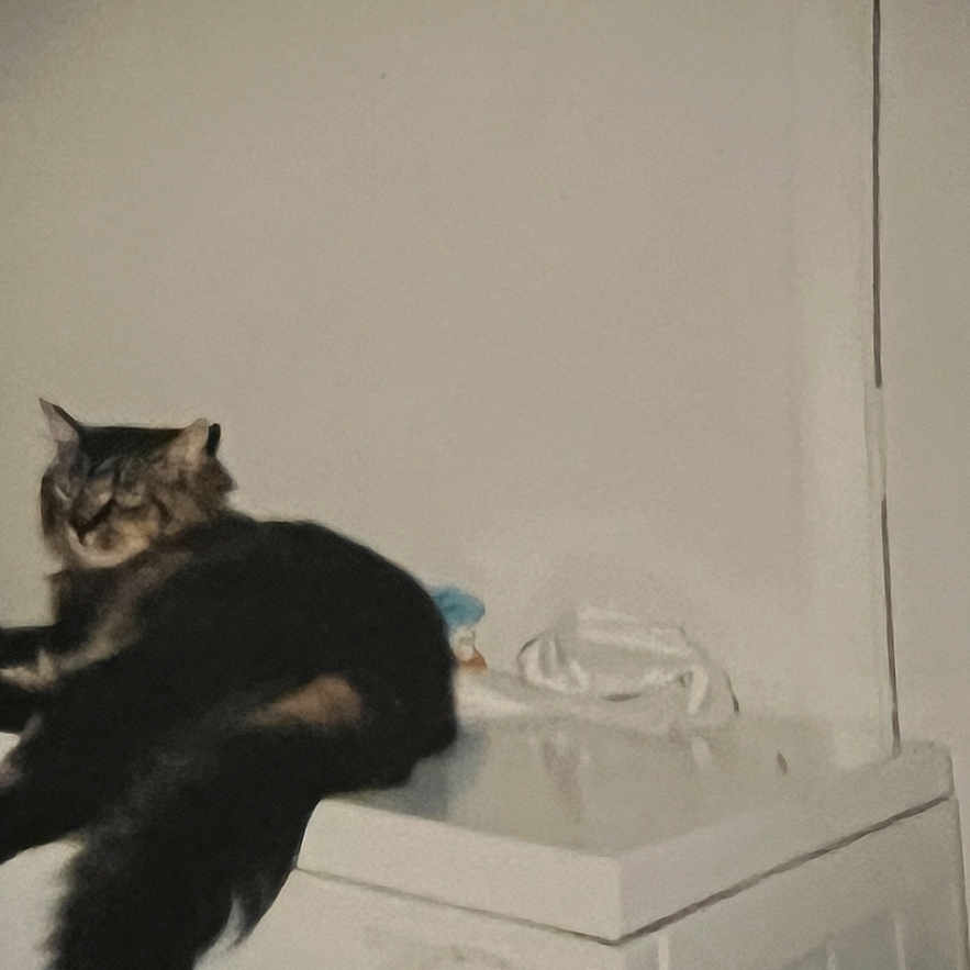 Tiger is registered to the contest to win money with this photo: abyssinian, animal, appliance, architecture, bathing, bathtub, blackcat, box, cat, device, electricaldevice, fountain, kitten, laundry, manx, person, pet, tub, washer, water