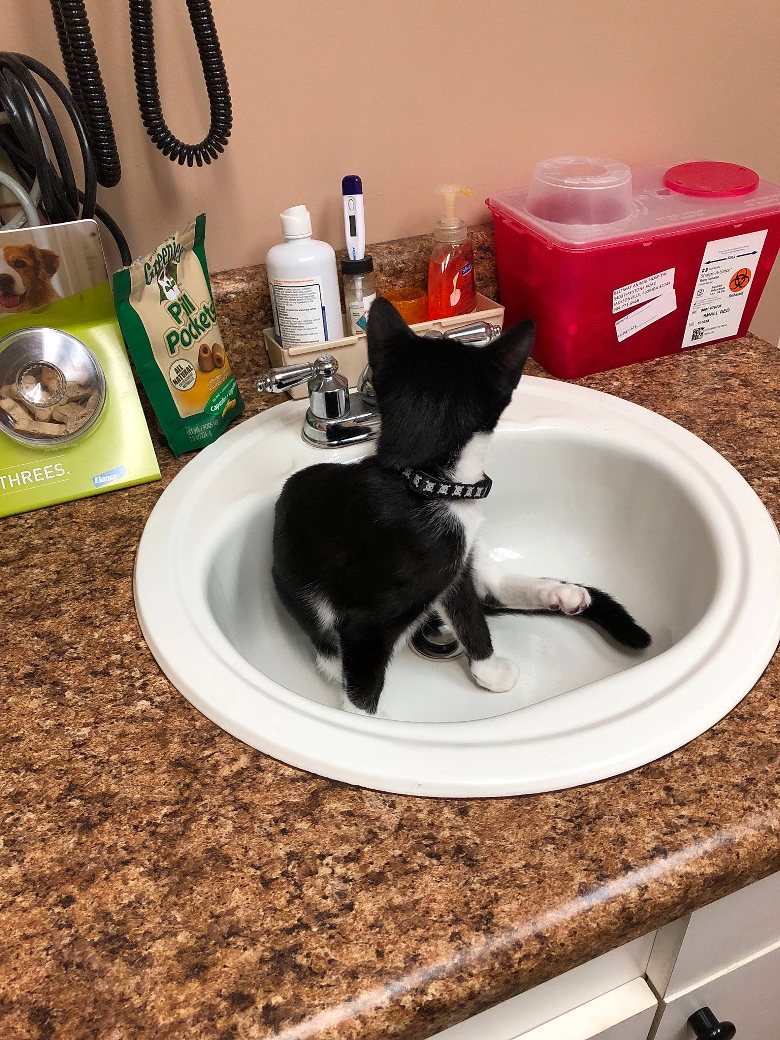 Grimm joined the competition — help win amazing prizes! bathroom, black, black_cat, bowl, cat, felidae, kitten, room, sink, small_to_medium_sized_cats, table, whiskers