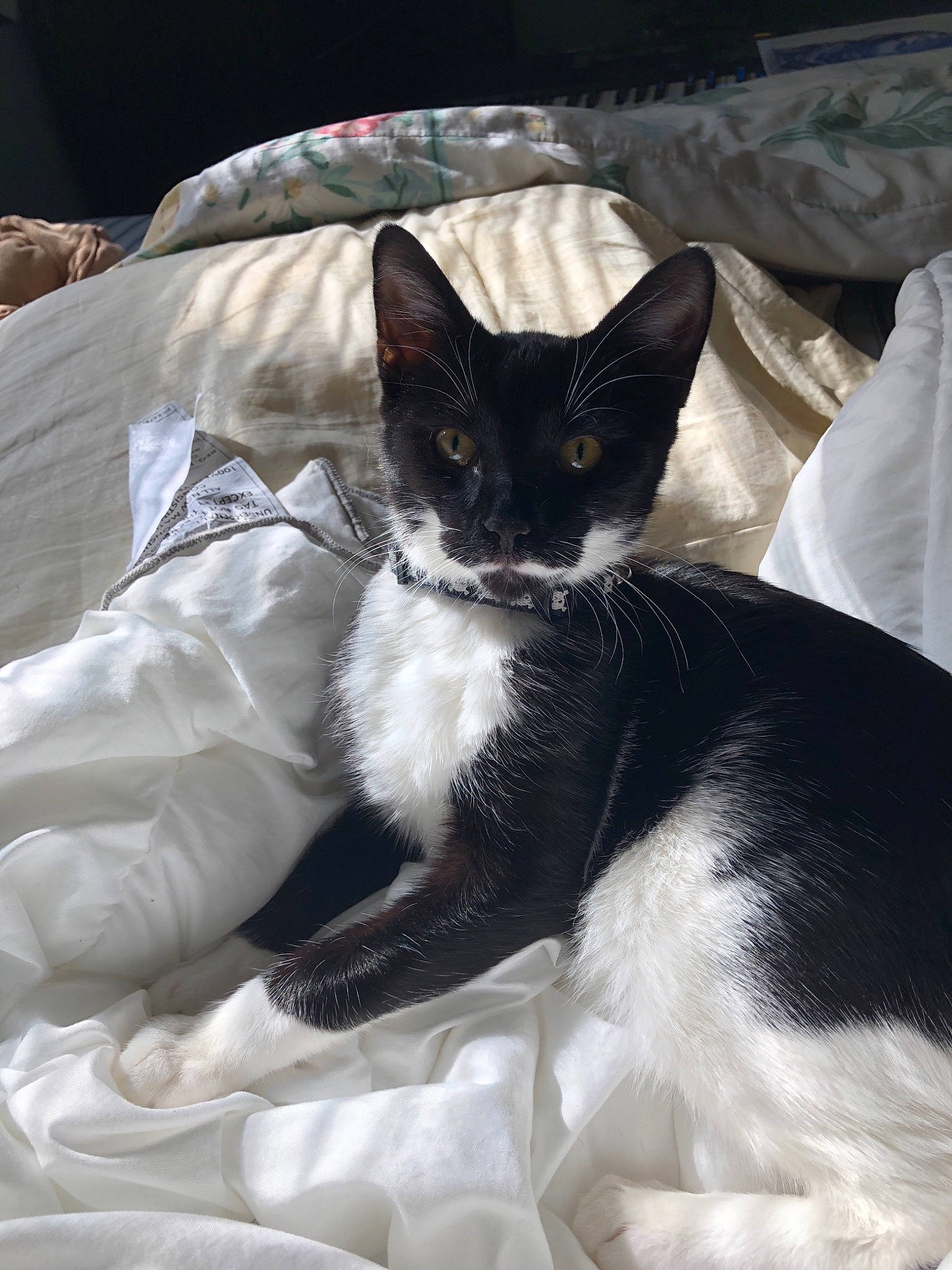 Grimm joined the competition — help win amazing prizes! black_and_white, carnivore, cat, cornish_rex, devon_rex, felidae, german_rex, kitten, mammal, small_to_medium_sized_cats, whiskers