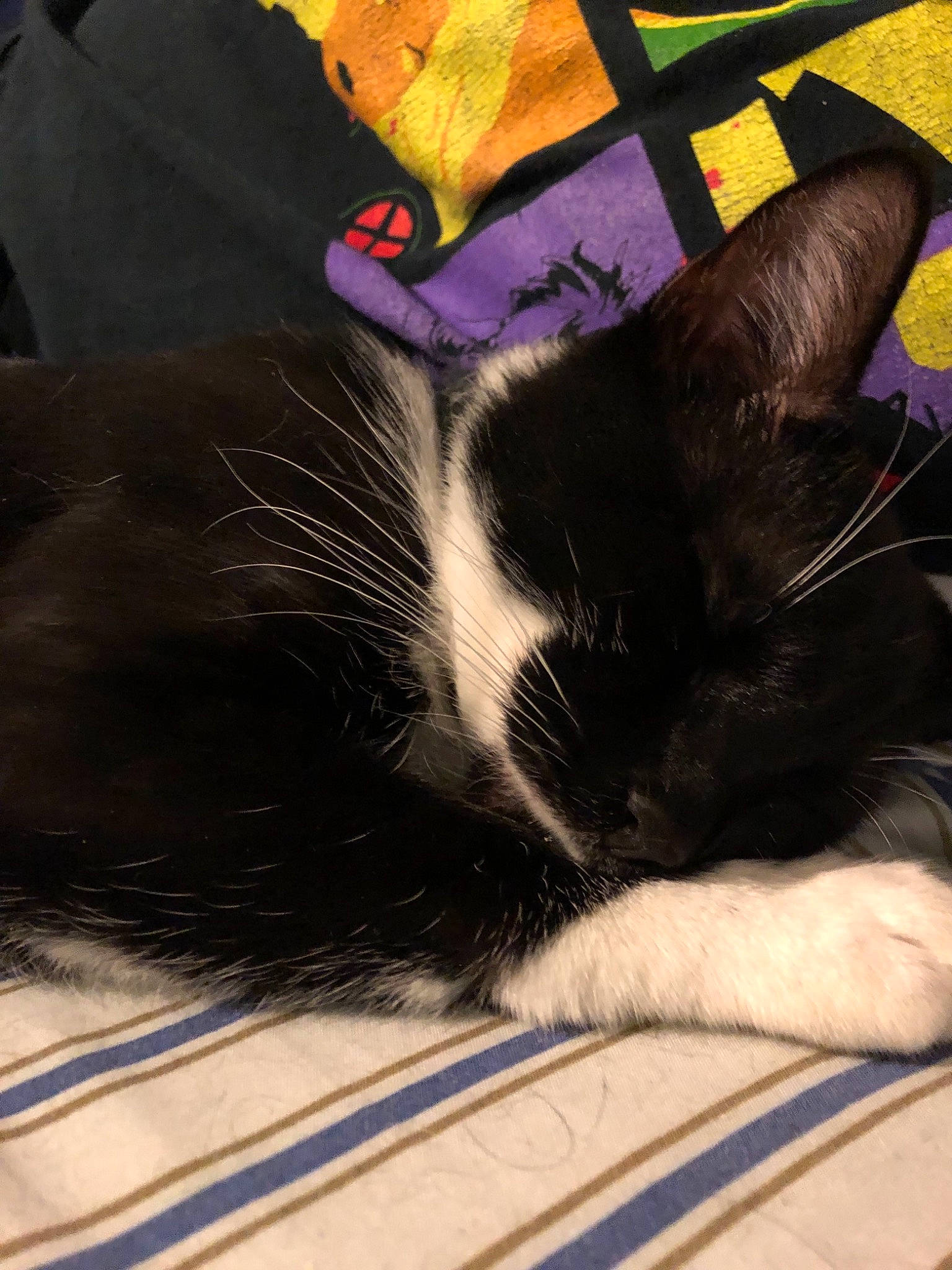 Grimm is registered to the contest to win money with this photo: asian, black_cat, carnivore, cat, claw, ear, felidae, fur, kitten, nap, sleep, small_to_medium_sized_cats, snout, tail, whiskers
