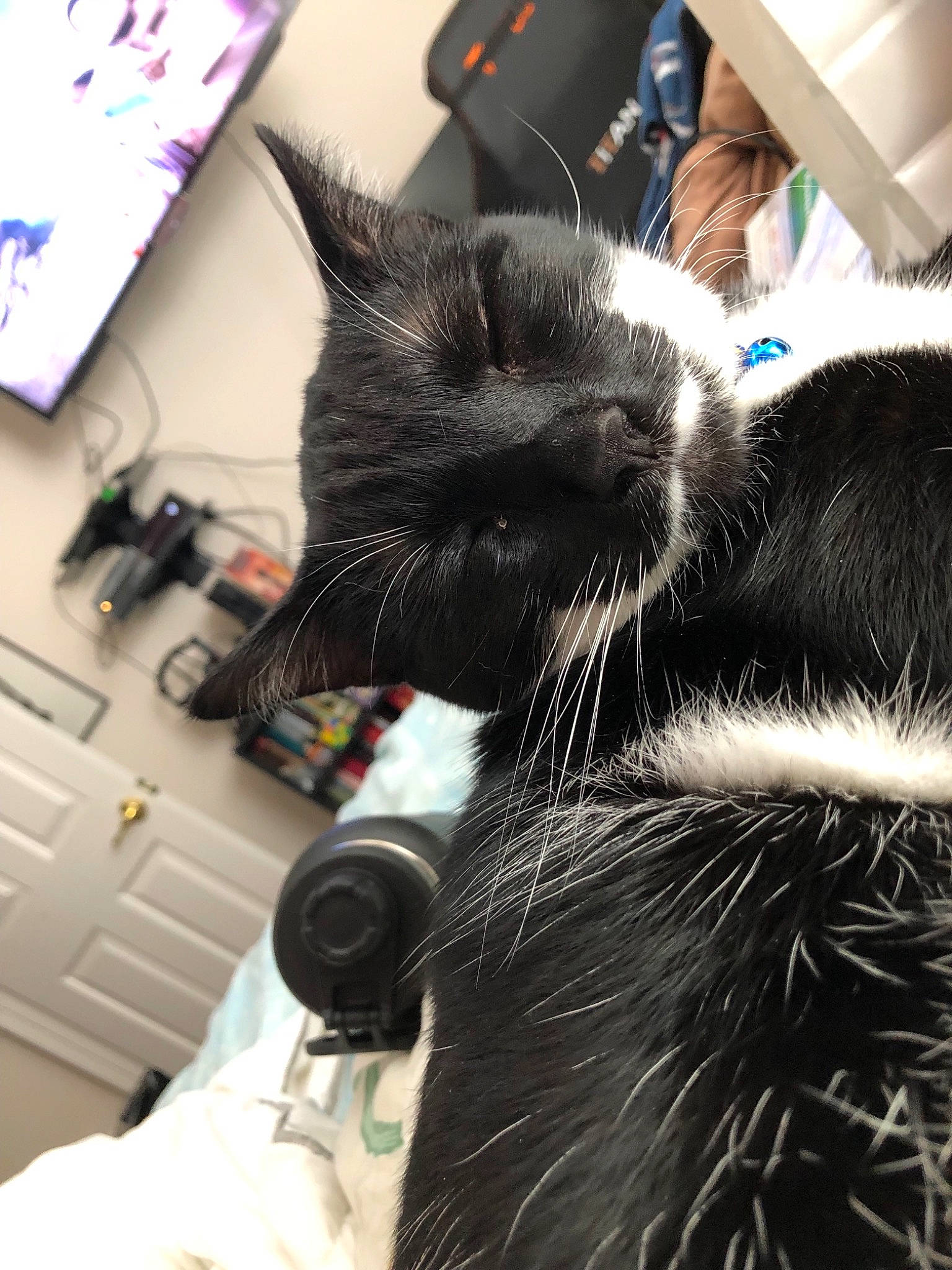 Grimm joined the competition — help win amazing prizes! asian, black, black_cat, carnivore, cat, claw, domestic_short_haired_cat, ear, eye, felidae, fur, kitten, small_to_medium_sized_cats, snout, whiskers