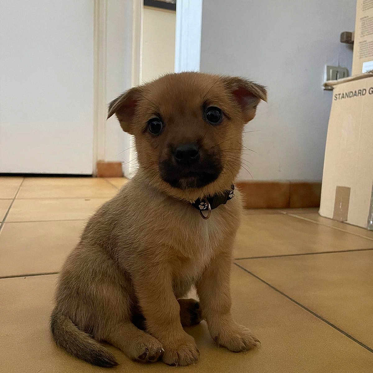 Milo participe au concours pour gagner de l'argent avec cette photo : animal, black_nose, brown_fur, collar, curious, cute, dog, domestic_animal, ears, floor, house, indoor, pet, portrait, puppy, sitting, tail, tile_floor, young, young_dog
