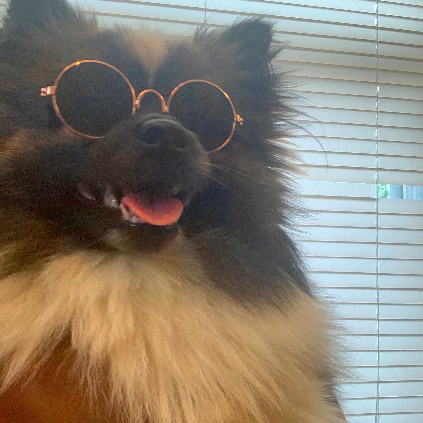 Subie is registered to the contest to win money with this photo: accessories, animal, bodypart, canine, curtain, dog, face, glasses, head, homedecor, indoors, interiordesign, mouth, person, pet, photography, portrait, puppy, sunglasses, teeth