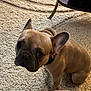 animal, brown, canine, carpet, companion, curious, cute, dog, domestic, ears, floor, french_bulldog, furniture, home, indoor, looking_up, pet, portrait, puppy, sitting
