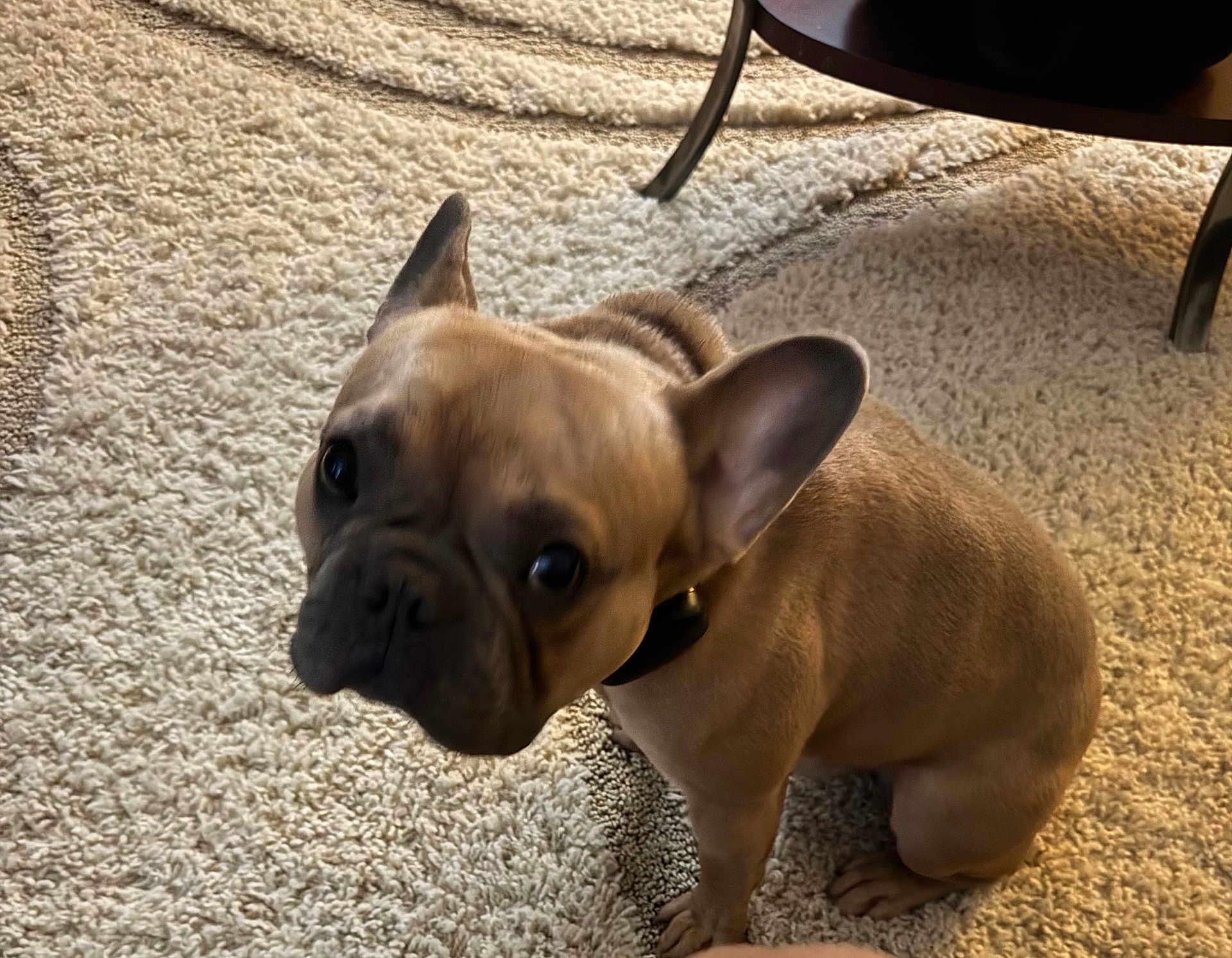 Gizmo