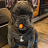 french_bulldog, puppy, dog, brindle, indoor, kitchen, wooden_floor, carrot, pet, animal, ears, cute, sitting, looking_at_camera, young_dog, domestic_animal, floor, curious, adorable, small