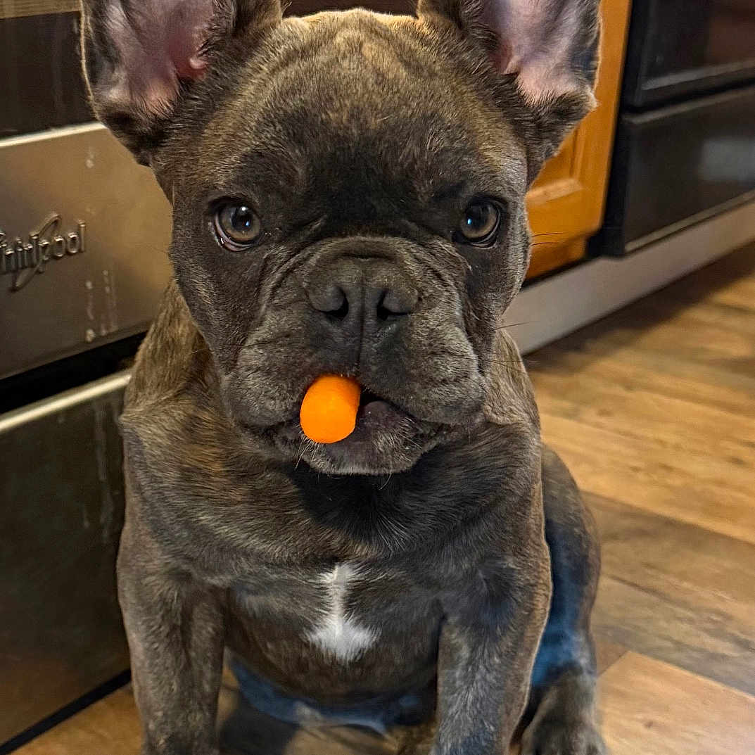 Bohdi joined the competition — help win amazing prizes! french_bulldog, puppy, dog, brindle, indoor, kitchen, wooden_floor, carrot, pet, animal, ears, cute, sitting, looking_at_camera, young_dog, domestic_animal, floor, curious, adorable, small