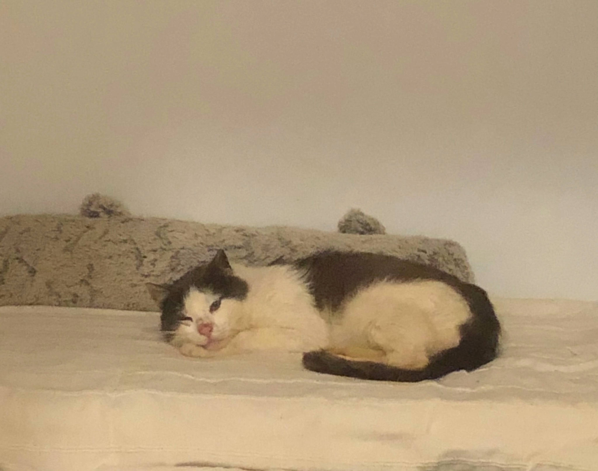 Gaspard a rejoint le concours — aidez-le/la à gagner de superbes lots ! art, canidae, carnivore, cat, cat_bed, claw, comfort, domestic_short_haired_cat, felidae, fur, hardwood, linens, nap, paw, room, sleep, small_to_medium_sized_cats, tail, whiskers, wood