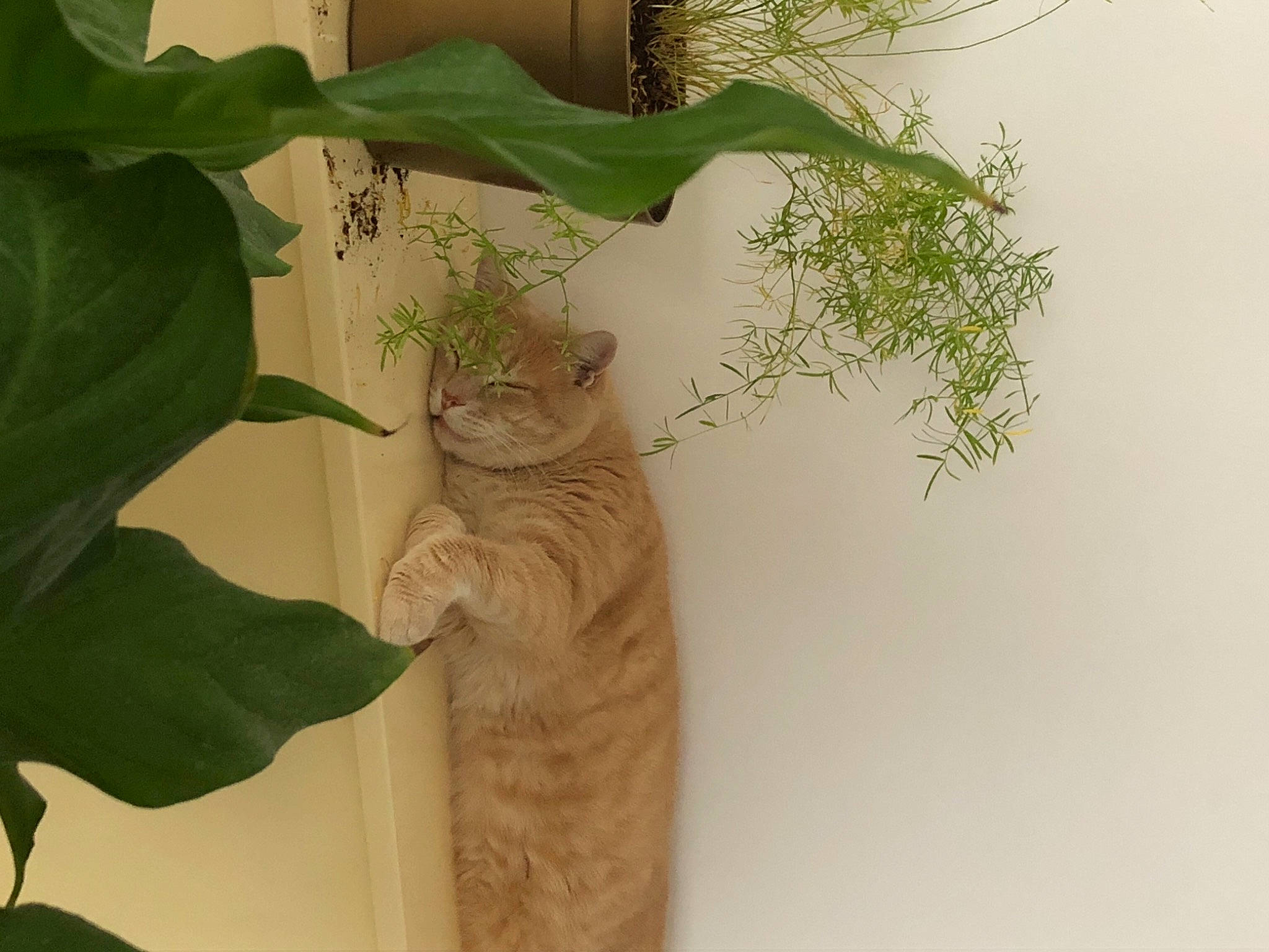 Simba participe au concours pour gagner de l'argent avec cette photo : art, cut_flowers, floral_design, flower, flower_arranging, flowering_plant, herb, houseplant, illustration, pattern, peach, pedicel, petal, plant, plant_stem, room, terrestrial_plant, tree, trunk, twig