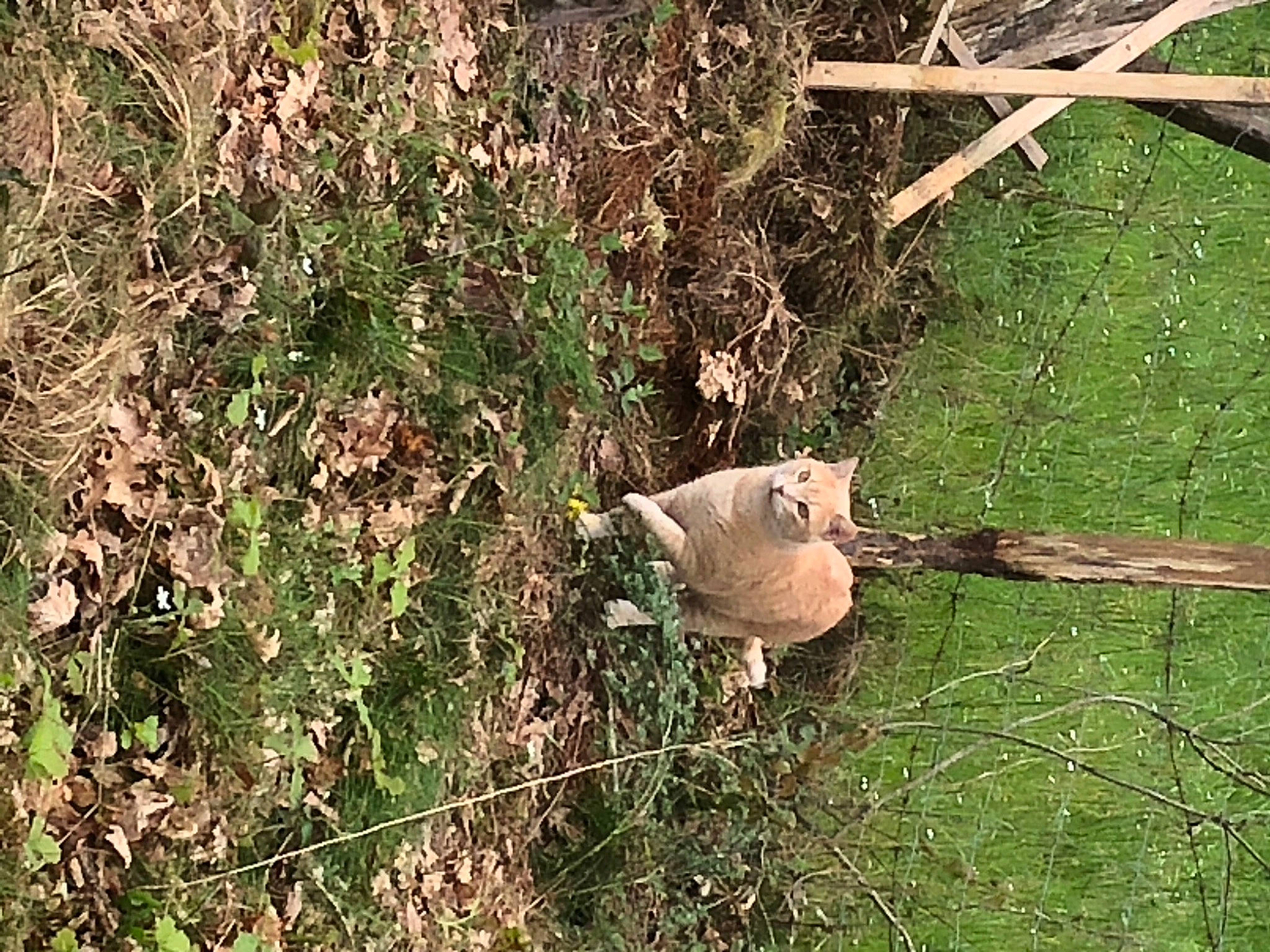 Simba a rejoint le concours — aidez-le/la à gagner de superbes lots ! fawn, fence, grass, grass_family, grassland, groundcover, leaf, pasture, plant, shrub, snout, soil, terrestrial_animal, tree, trunk, twig, vegetation, wildlife, wire_fencing, wood