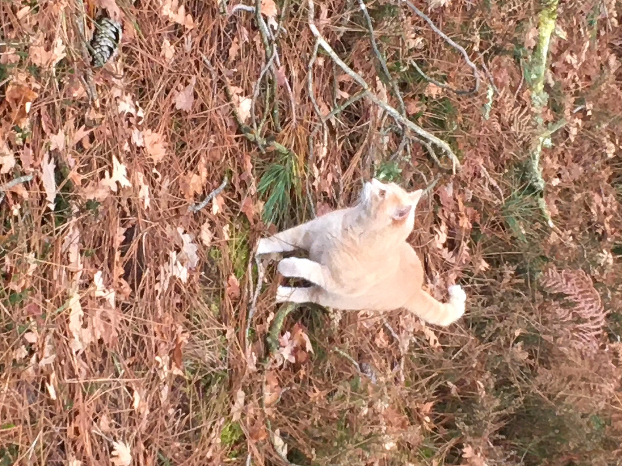 Simba a rejoint le concours — aidez-le/la à gagner de superbes lots ! canidae, fawn, felidae, fur, grass, grass_family, grassland, groundcover, plant, soil, sporting_group, subshrub, tail, terrestrial_animal, twig, wildlife, wood