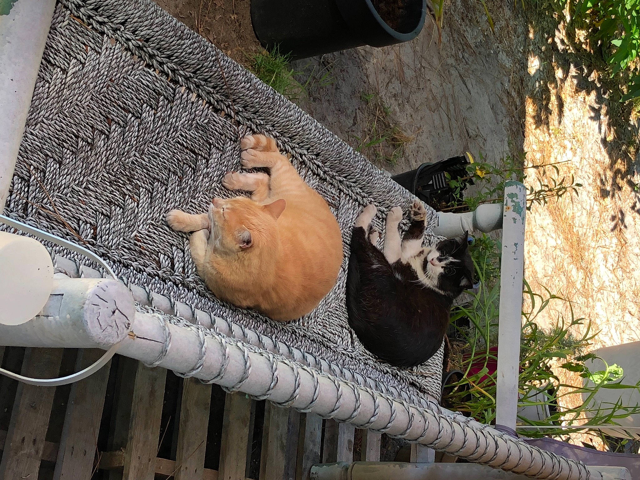 Simba participe au concours pour gagner de l'argent avec cette photo : art, chain_link_fencing, facade, grass, human_leg, mesh, metal, net, pattern, plant, terrestrial_animal, tree, trunk, visual_arts, wildlife, wire_fencing, wood