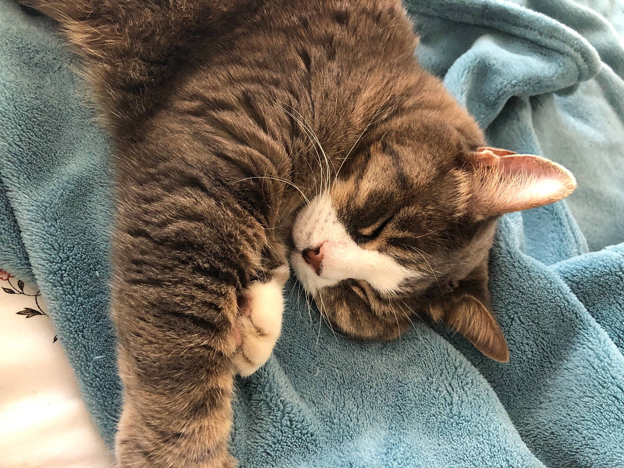 Pupuce participe au concours pour gagner de l'argent avec cette photo : carnivore, cat, claw, comfort, domestic_short_haired_cat, fawn, felidae, fur, gesture, grey, human_leg, mammal, nap, paw, small_to_medium_sized_cats, snout, tail, vertebrate, whiskers, wood