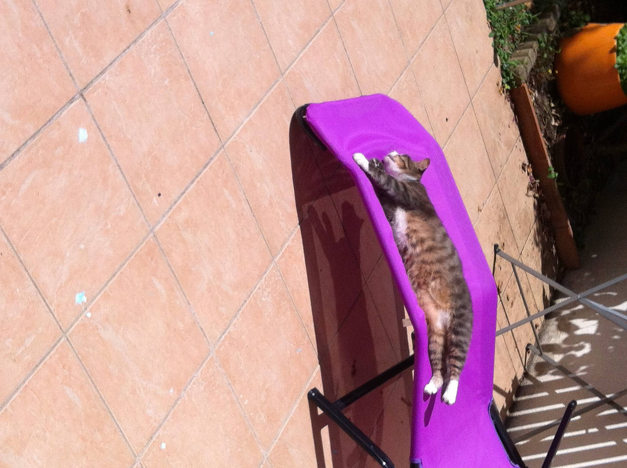 Pupuce a rejoint le concours — aidez-le/la à gagner de superbes lots ! audio_equipment, bumper, electric_blue, electric_guitar, fender, flooring, grass, guitar, magenta, musical_instrument, pink, plucked_string_instruments, purple, road_surface, sports_equipment, string_instrument, tints_and_shades, violet, wood