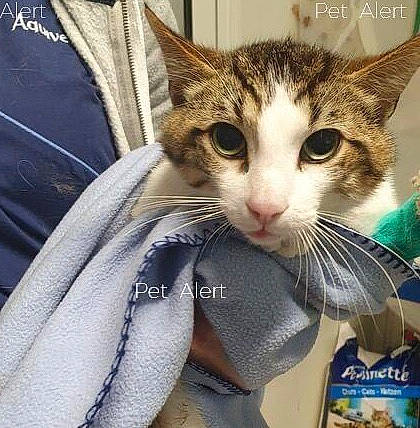 Bernie participe au concours pour gagner de l'argent avec cette photo : carnivore, cat, claw, comfort, domestic_short_haired_cat, felidae, food, fur, paw, pet_food, pet_supply, photo_caption, small_to_medium_sized_cats, whiskers