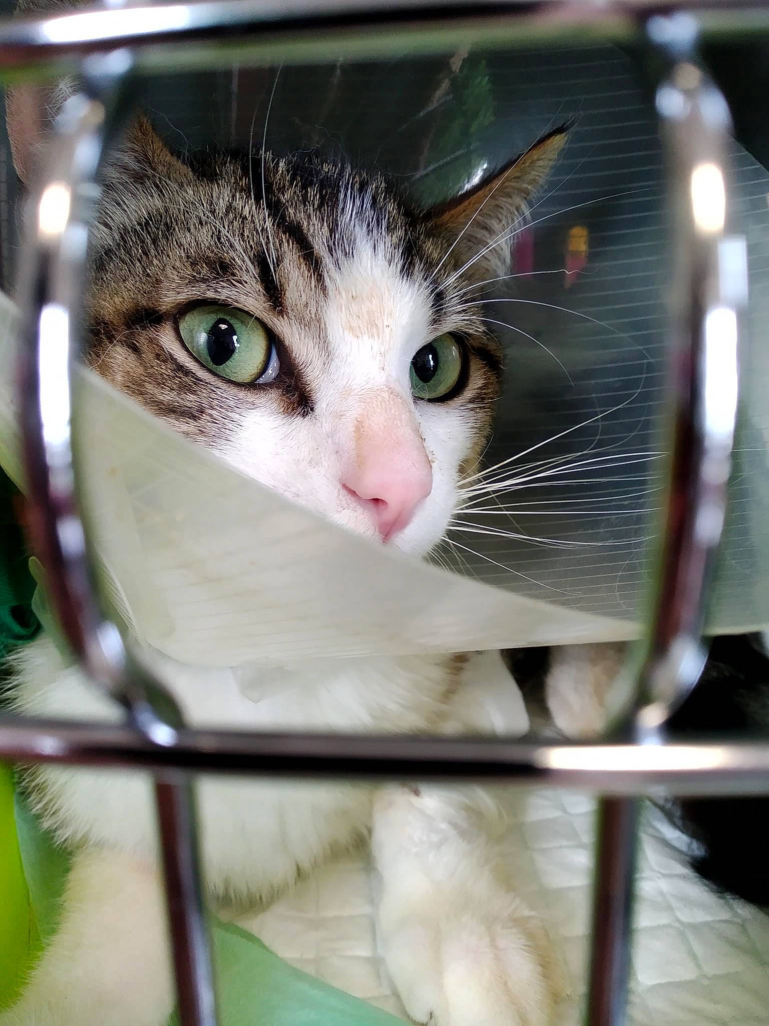Bernie participe au concours pour gagner de l'argent avec cette photo : animal_shelter, cage, carnivore, cat, domestic_short_haired_cat, eye, eyelash, felidae, fur, head, human_body, iris, nose, pet_supply, photo_caption, service, small_to_medium_sized_cats, snout, whiskers, window