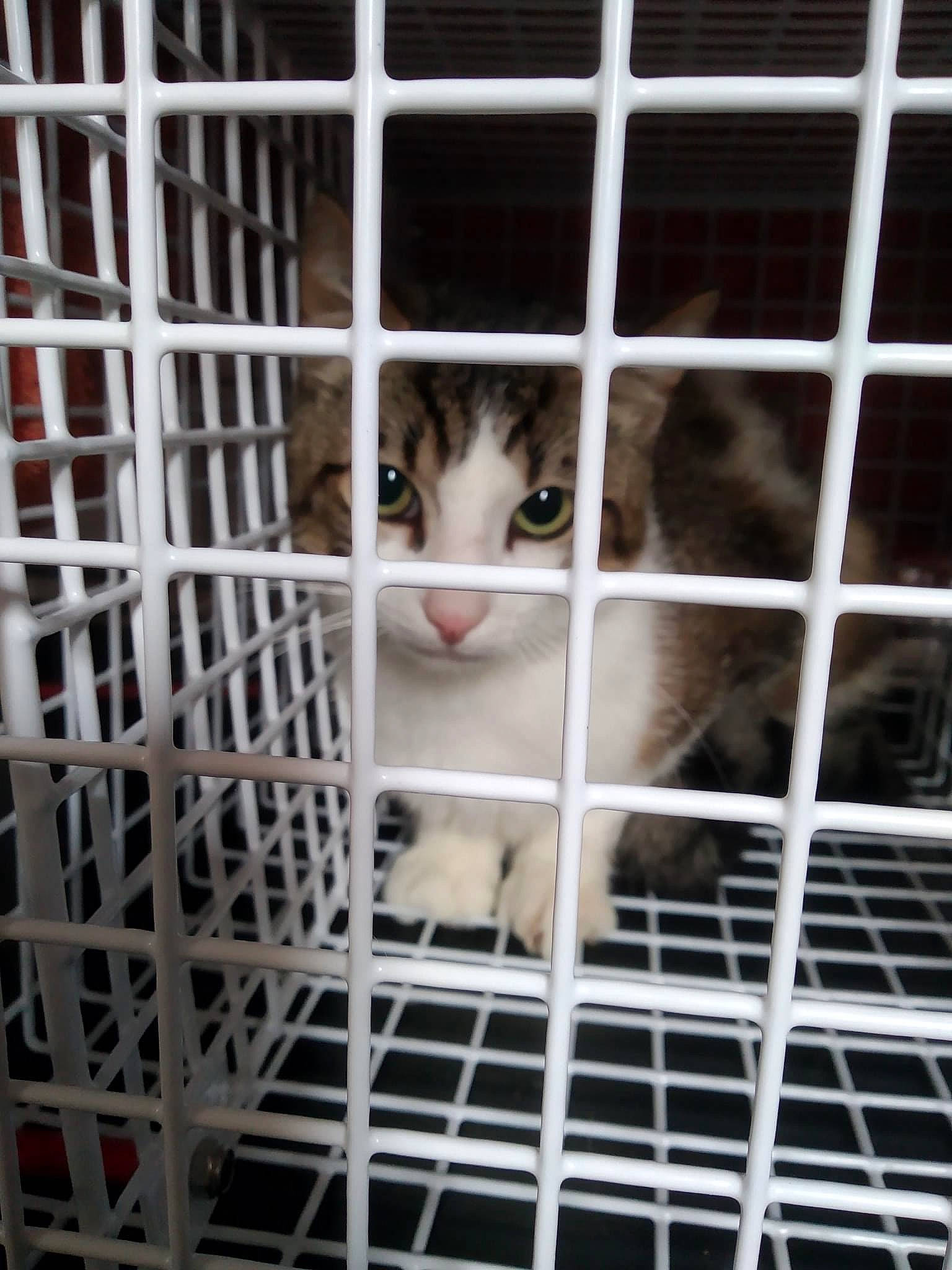 Bernie participe au concours pour gagner de l'argent avec cette photo : animal_shelter, cage, carnivore, cat, cat_supply, domestic_short_haired_cat, felidae, fence, fur, kennel, mammal, mesh, metal, pet_supply, service, small_to_medium_sized_cats, snout, terrestrial_animal, vertebrate, whiskers