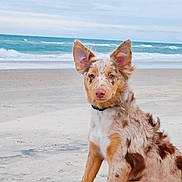 Willow is registered to the contest to win money with this photo: dog, beach, sea, sand, waves, outdoor, pet, canine, blue_eyes, ears, collar, nature, animal, water, sky, fur, sitting, summer, coast, portrait
