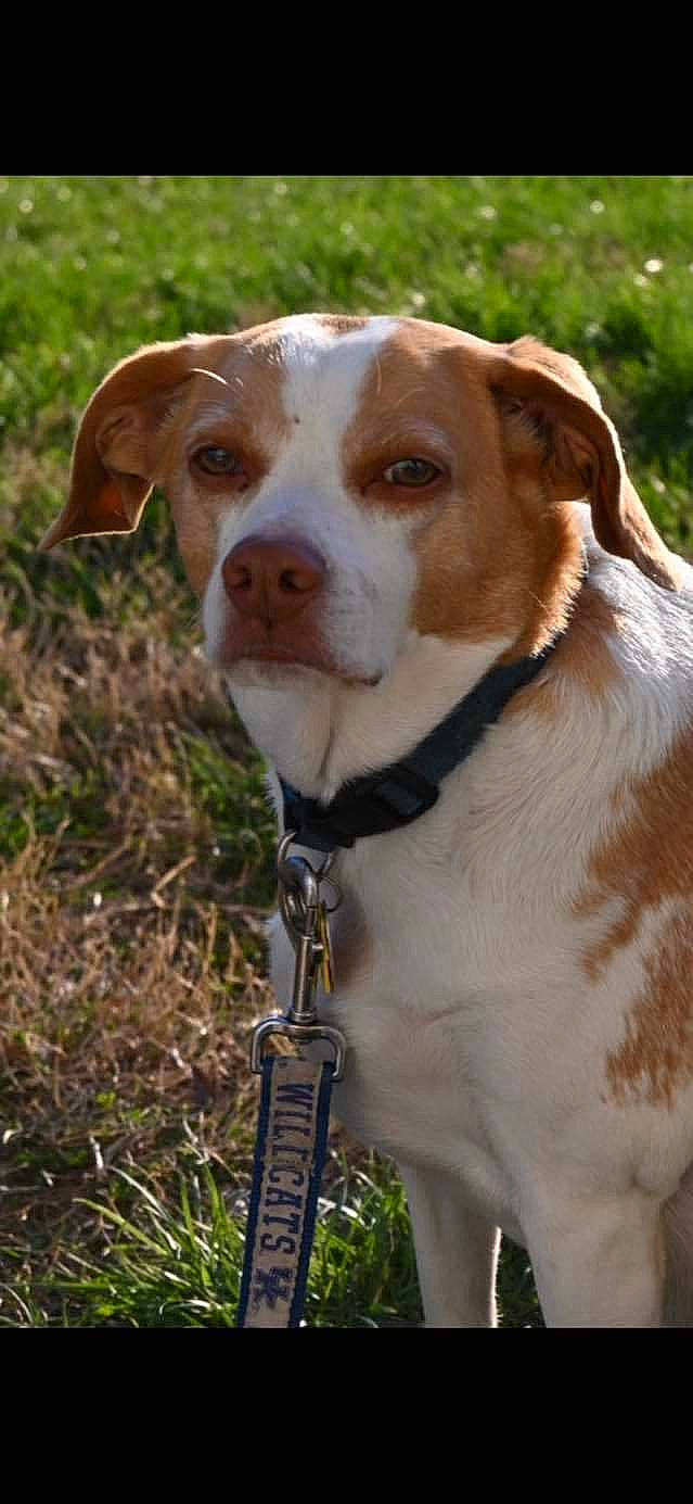 Dixie is registered to the contest to win money with this photo: canidae, carnivore, collar, companion_dog, dog, dog_breed, dog_collar, fawn, grass, gun_dog, hunting_dog, leash, liver, pet_supply, plant, snout, sporting_group, whiskers, working_animal, working_dog