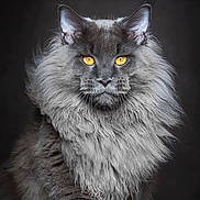 Shorthy a rejoint le concours — aidez-le/la à gagner de superbes lots ! amber_eyes, animal, cat, close_up, dark_background, domestic_cat, ears, feline, fluffy, fur, gray_cat, long_hair, looking_at_camera, majestic, mammal, mane, pet, portrait, studio_shot, whiskers
