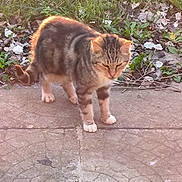News a rejoint le concours — aidez-le/la à gagner de superbes lots ! cat, tabby_cat, outdoor, pavement, grass, leaves, sunlight, animal, pet, fur, walking, nature, daylight, curious, small, mammal, quiet, sidewalk, wildlife, young_cat