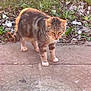 animal, cat, curious, daylight, fur, grass, leaves, mammal, nature, outdoor, pavement, pet, quiet, sidewalk, small, sunlight, tabby_cat, walking, wildlife, young_cat