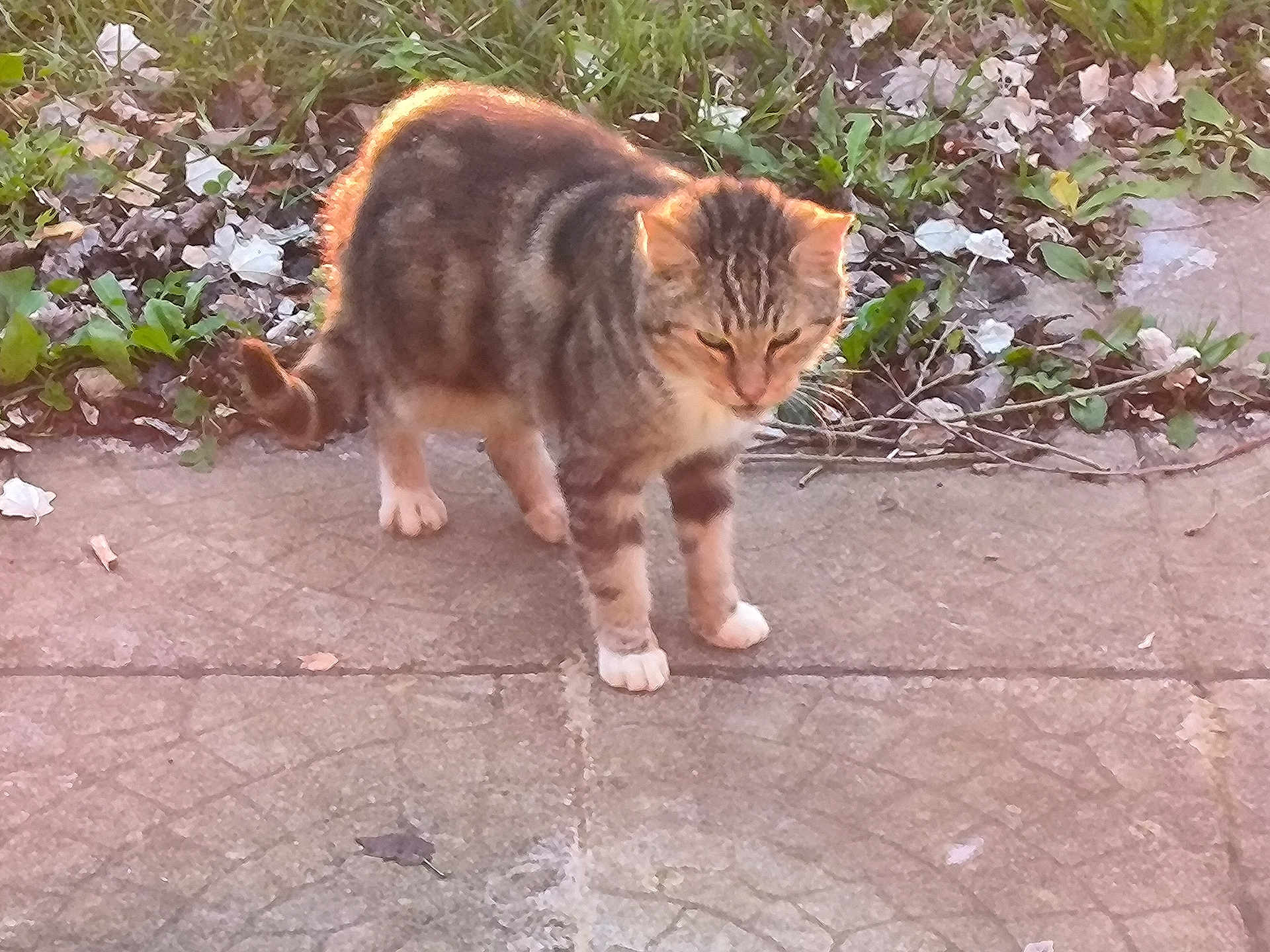 News a rejoint le concours — aidez-le/la à gagner de superbes lots ! cat, tabby_cat, outdoor, pavement, grass, leaves, sunlight, animal, pet, fur, walking, nature, daylight, curious, small, mammal, quiet, sidewalk, wildlife, young_cat