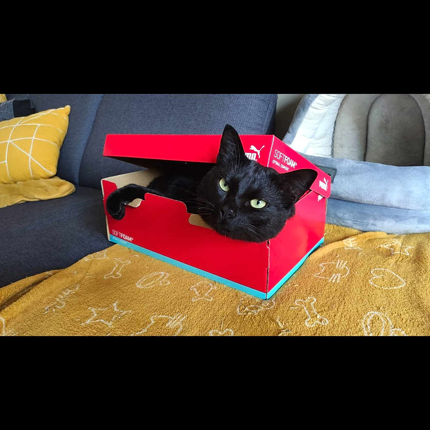 Salem a rejoint le concours — aidez-le/la à gagner de superbes lots ! animal, black_cat, blanket, box, cat, couch, cozy, curious, cute, domestic, feline, green_eyes, indoor, living_room, pet, pillow, relaxing, resting, shoe_box, soft_furniture