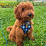 dog, grass, outdoor, pet, garden, flower, blue_harness, curly_fur, brown_dog, suburban, greenery, leash, canine, sitting, nature, yard, domestic_animal, cute, animal, portrait