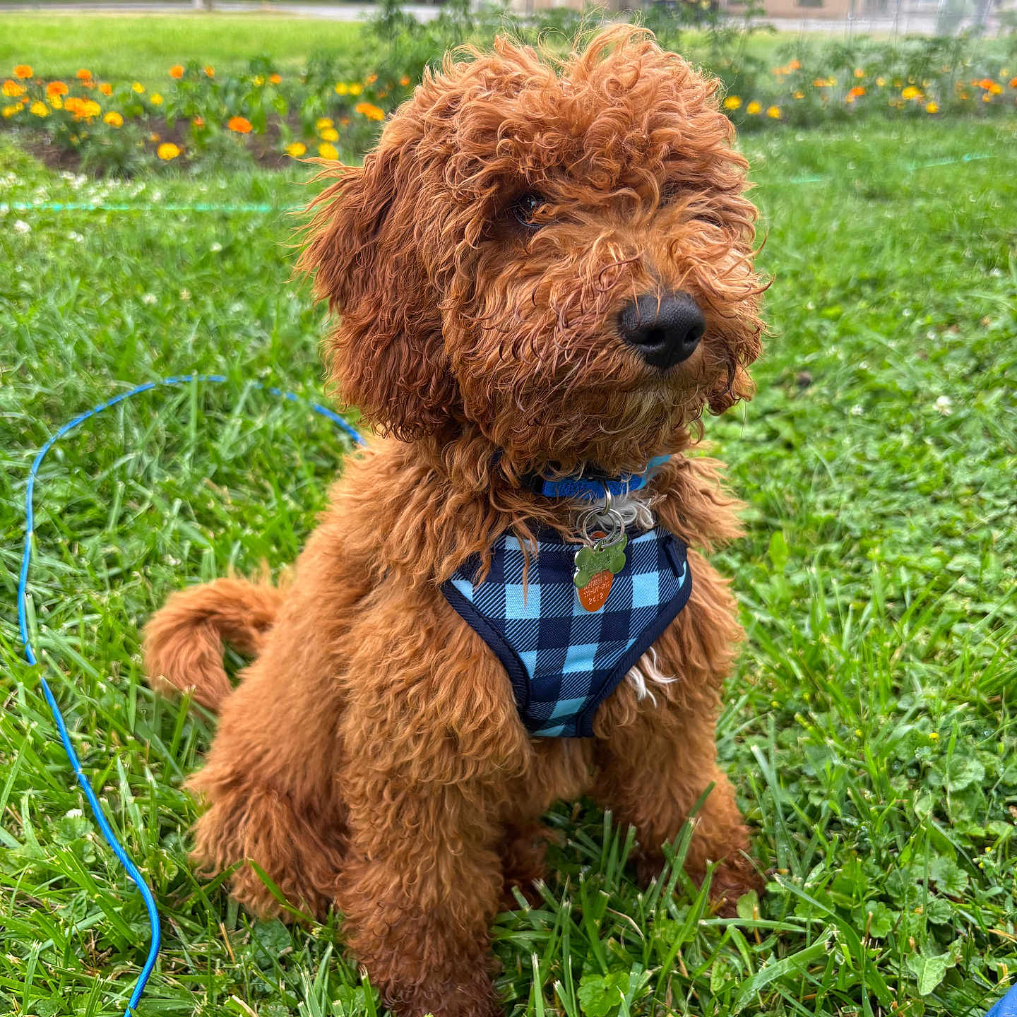 Gus