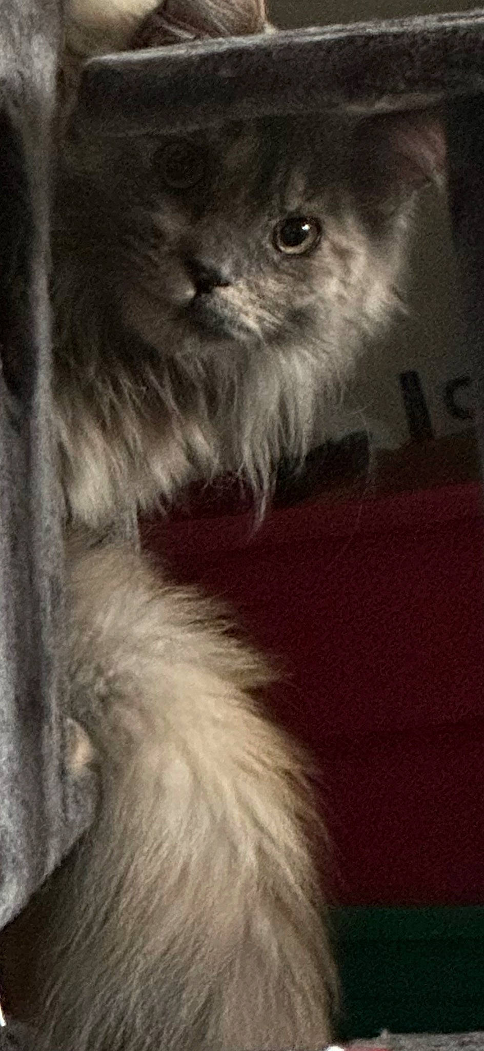 Ivymoon is registered to the contest to win money with this photo: beard, canidae, carnivore, close_up, companion_dog, dog_breed, ear, facial_hair, felidae, fur, grey, monochrome_photography, paw, small_to_medium_sized_cats, snout, sporting_group, tail, toy_dog, whiskers, working_animal