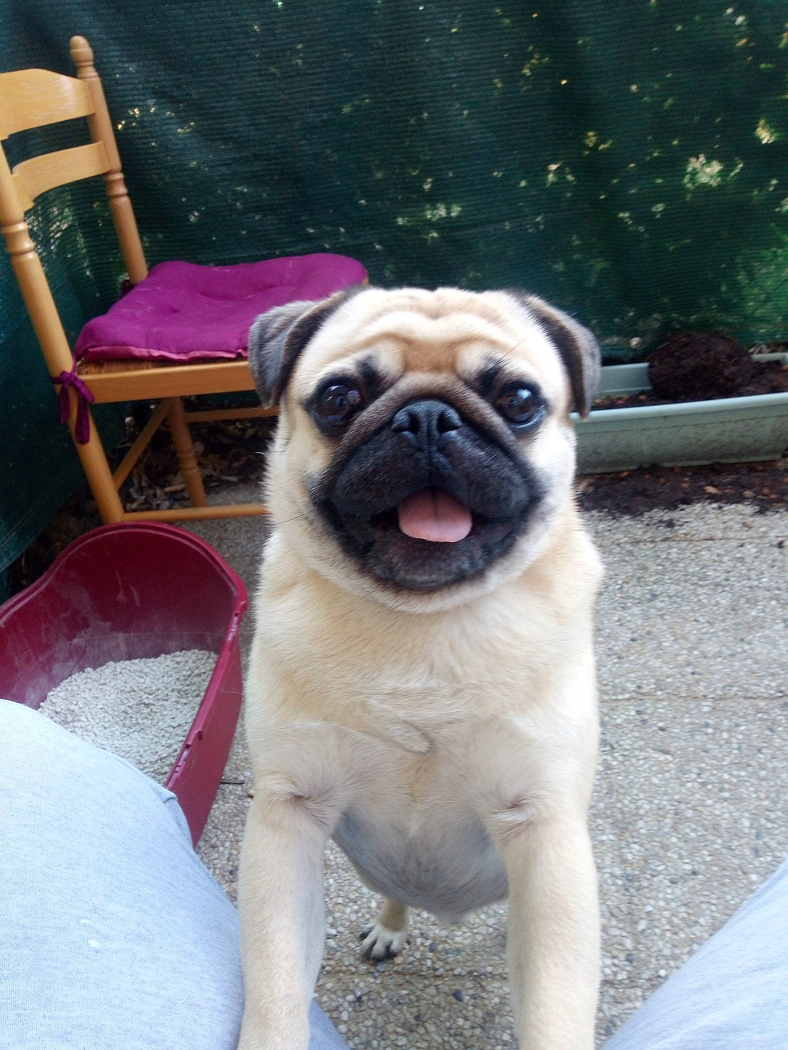 Nestor a rejoint le concours — aidez-le/la à gagner de superbes lots ! ancient_dog_breeds, canidae, carnivore, chair, companion_dog, dog, dog_breed, dog_collar, fawn, non_sporting_group, outdoor_furniture, plant, pug, snout, sporting_group, terrestrial_animal, toy_dog, working_animal, wrinkle