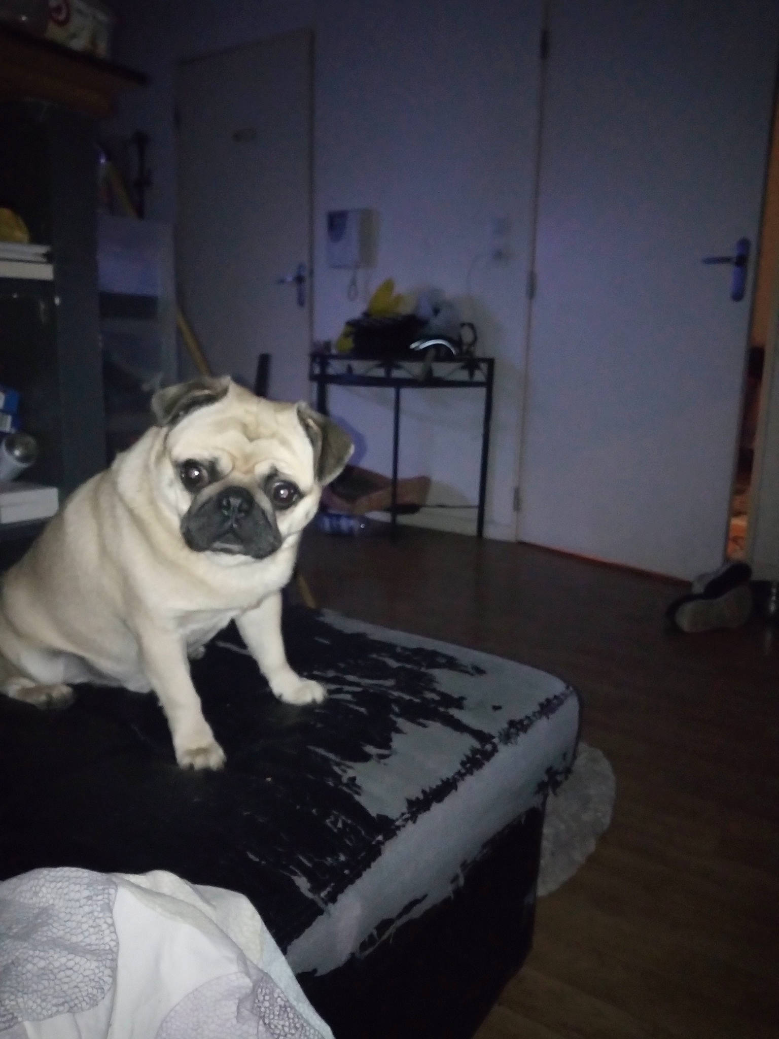 Nestor participe au concours pour gagner de l'argent avec cette photo : automotive_tire, canidae, carnivore, chair, comfort, companion_dog, dog, dog_breed, fawn, floor, flooring, hardwood, pug, snout, sporting_group, toy_dog, whiskers, wood, working_animal, wrinkle