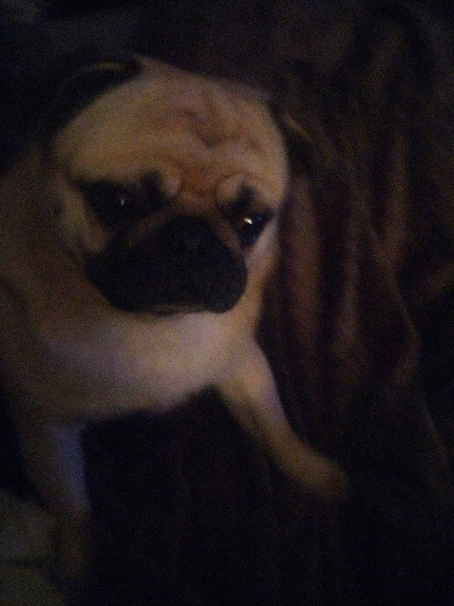 Nestor participe au concours pour gagner de l'argent avec cette photo : canidae, carnivore, companion_dog, darkness, dog, dog_breed, fawn, fur, non_sporting_group, pug, puppy, snout, sporting_group, terrestrial_animal, toy_dog, whiskers, wildlife, wood, wrinkle