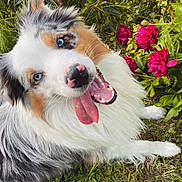 Taiko a rejoint le concours — aidez-le/la à gagner de superbes lots ! animal, australian_shepherd, blue_eyes, canine, close_up, cute, dog, flowers, friendly, fur, grass, greenery, happy, nature, nose, outdoor, pet, pink_flowers, playful, tongue_out