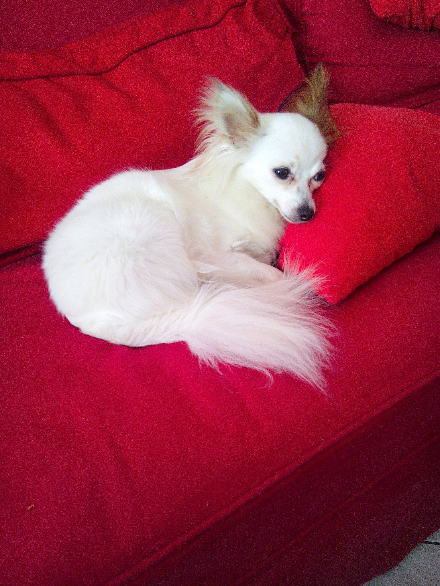 Dje participe au concours pour gagner de l'argent avec cette photo : carnivoran, companion_dog, dog, dog_breed, dog_breed_group, dog_like_mammal, fur, person, pomeranian, puppy, snout, toy_dog, volpino_italiano, whiskers