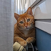 Cannelle is registered to the contest to win money with this photo: cat, ginger_cat, pet, curtain, radiator, valve, reflection, indoor, cozy, close_up, feline, whiskers, paws, orange, domestic_animal, curious, relaxed, window_light, household, soft_light