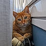 cat, ginger_cat, pet, curtain, radiator, valve, reflection, indoor, cozy, close_up, feline, whiskers, paws, orange, domestic_animal, curious, relaxed, window_light, household, soft_light